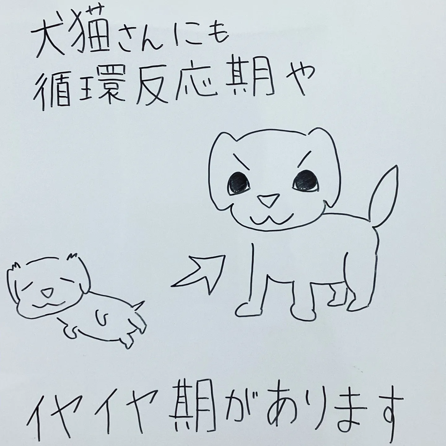 犬猫さんにも成長発達の過程があります