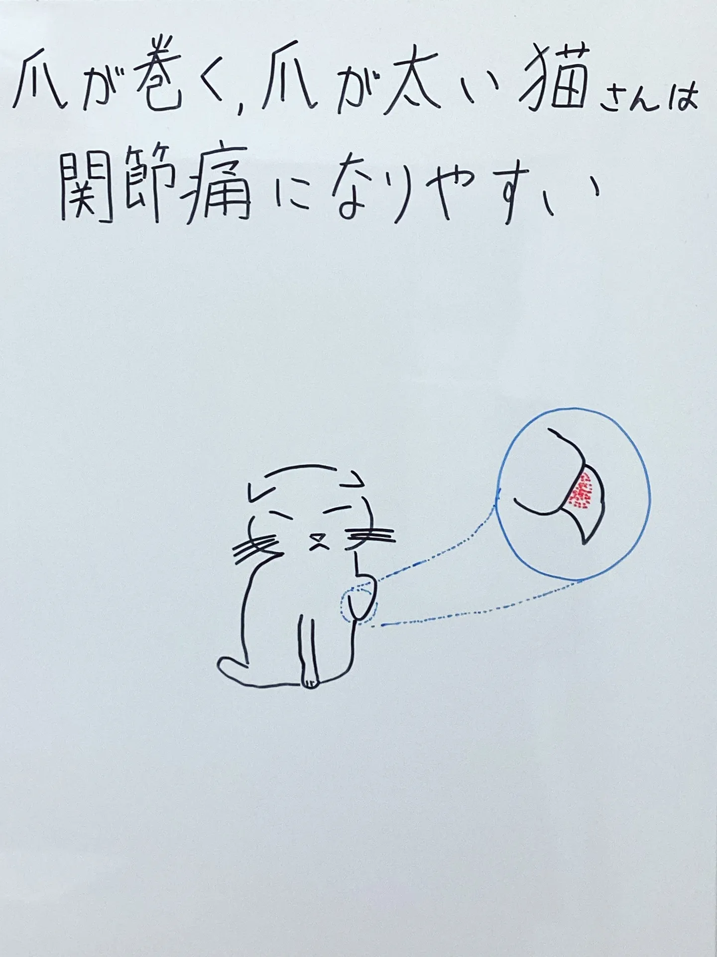 爪が巻いている猫さんは痛みを感じているかもしれません